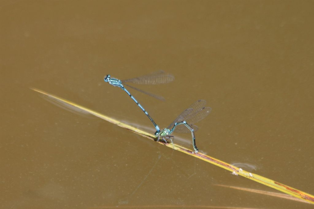 Coenagrion puella ?